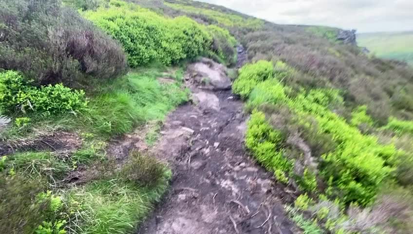 Border Collie dogs for stud: Border Collie x Sheep Dog - Video 2