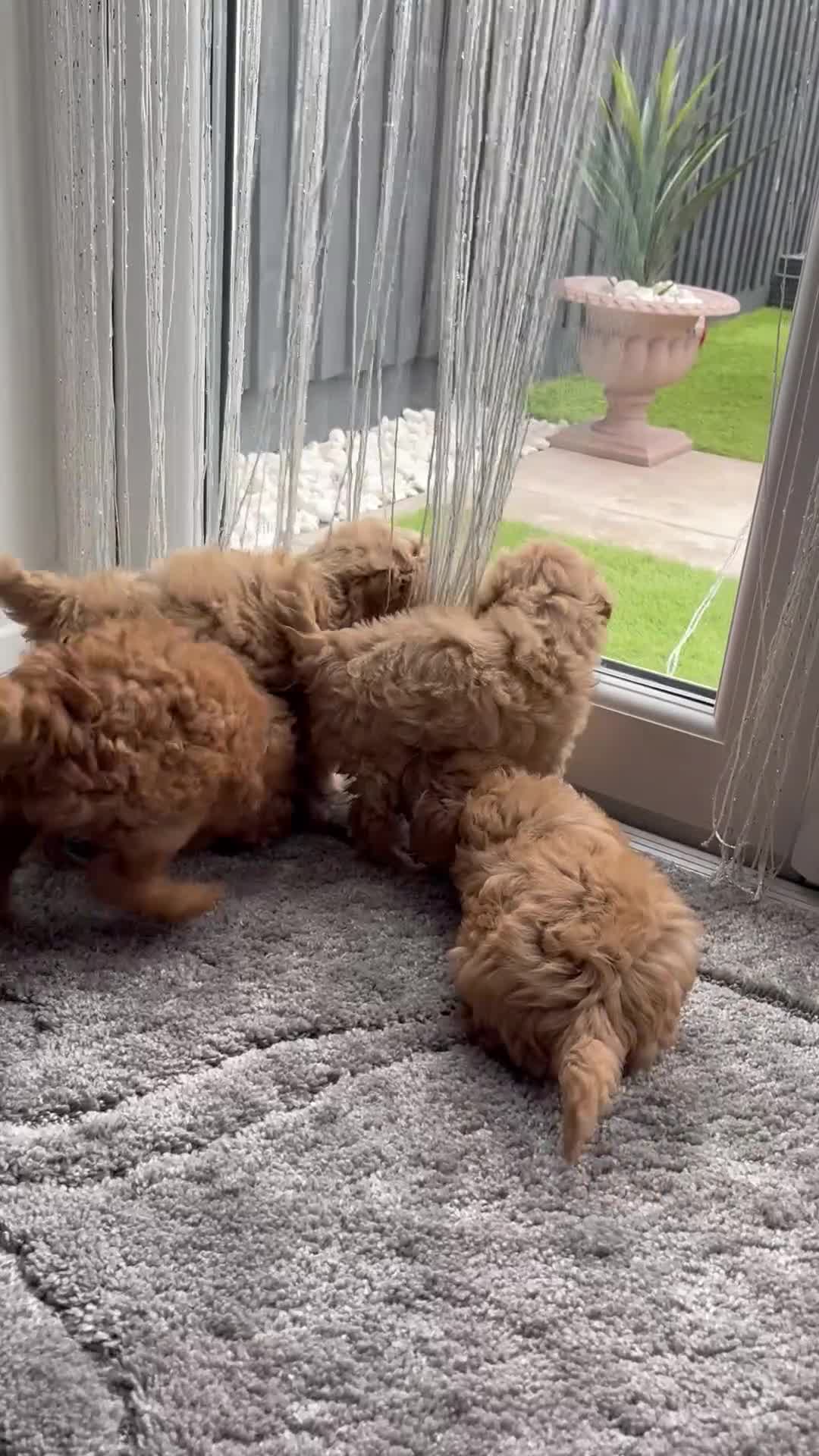 Cavapoo dogs for sale: F1 caverpoo puppies  - Video 1