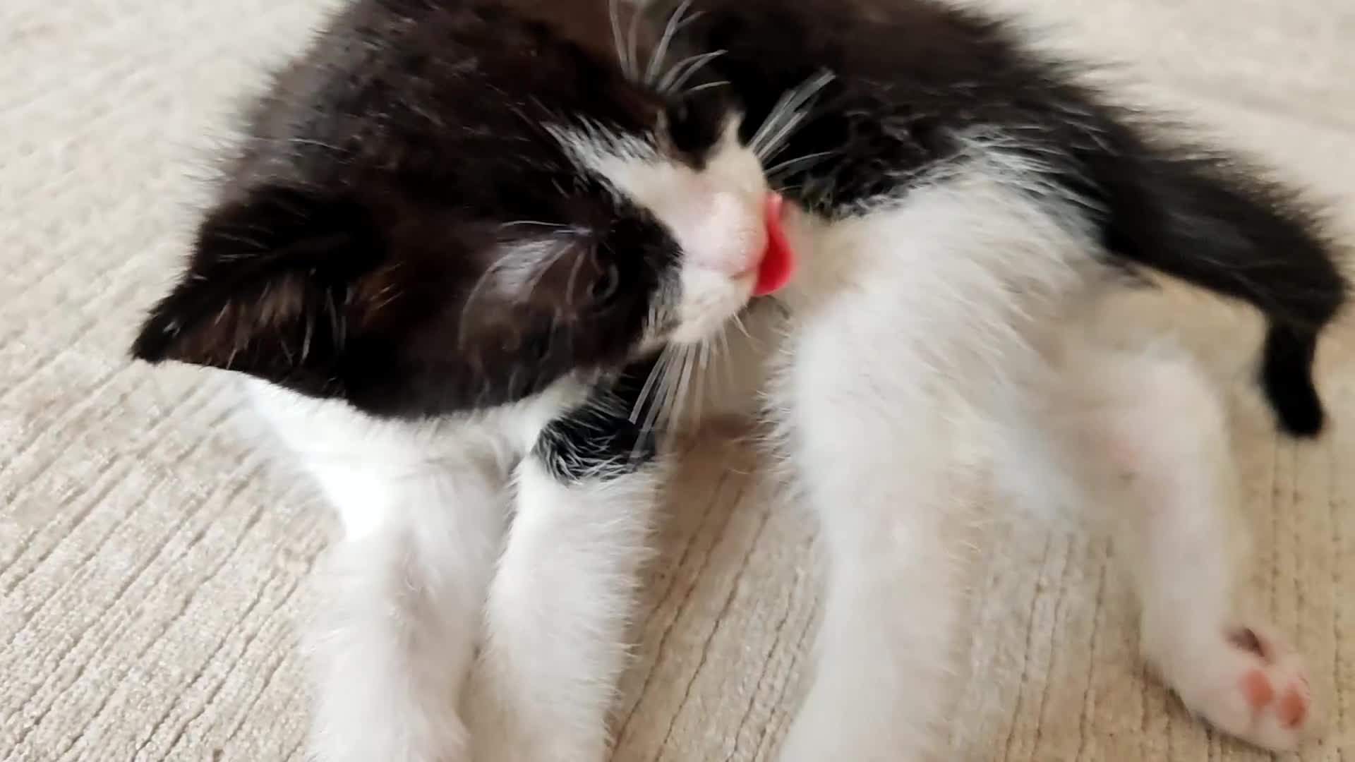 Ragdoll cats for sale: Ragdoll cross kittens - Video 1