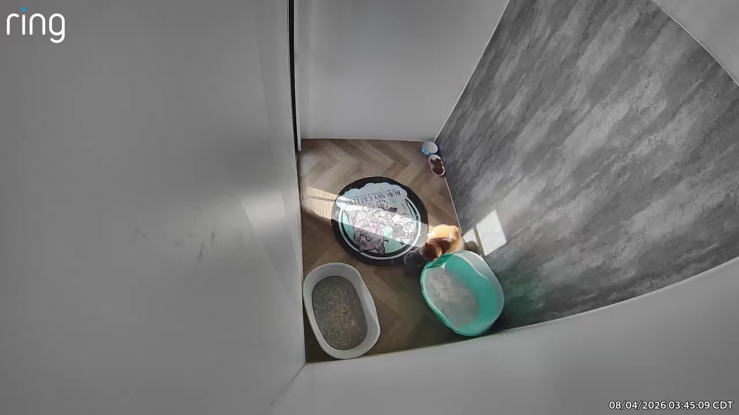 Brazilian Shorthair cats for stud: Red bicolour proven stud  - Video 1