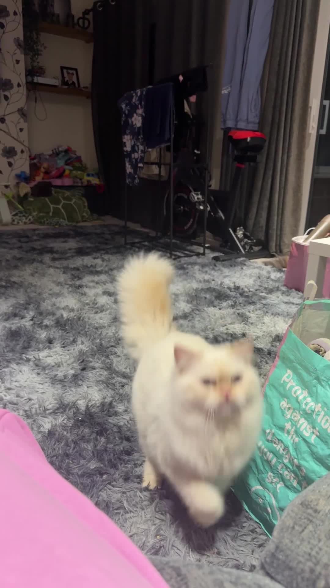 Persian cats for sale: White male Persian kitten  - Video 1