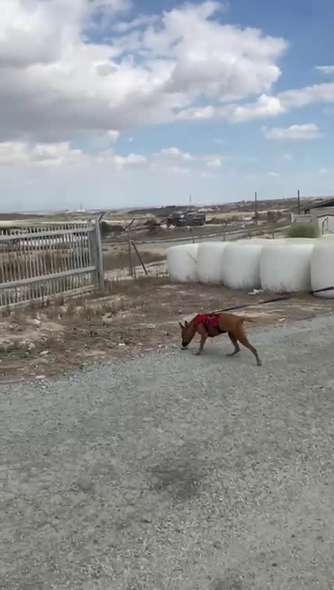 Staffordshire Bull Terrier dogs for adoption: Hazel - Spent a year chained to a tree! - Video 4