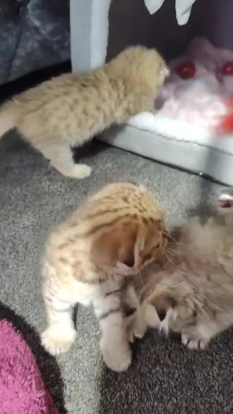 Scottish Fold cats for sale: 5 Scottish Folds - Video 1