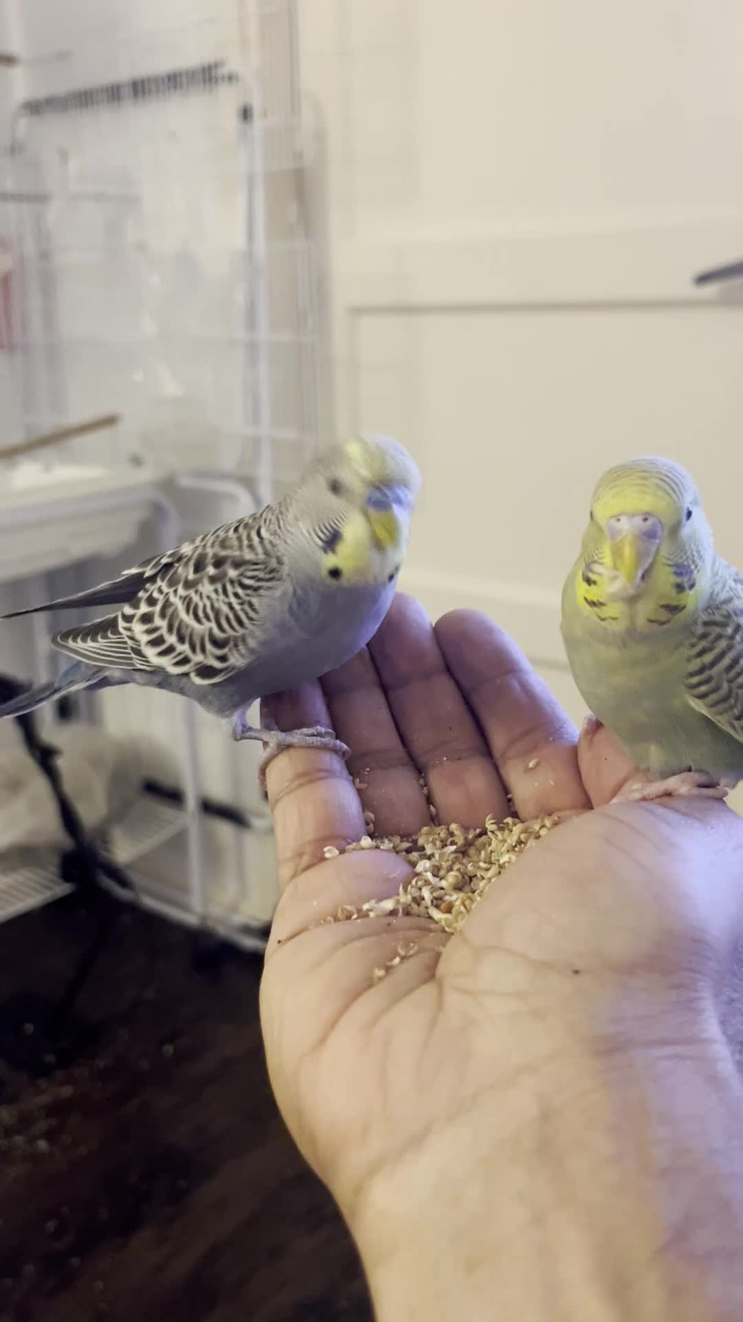 Budgerigars birds for sale: Budgies in Ashford - Video 2