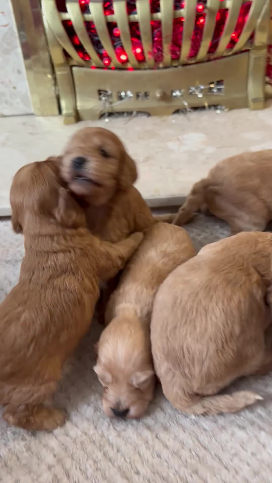 Cockapoo dogs for sale: Beautiful F1 cockapoos - Video 1