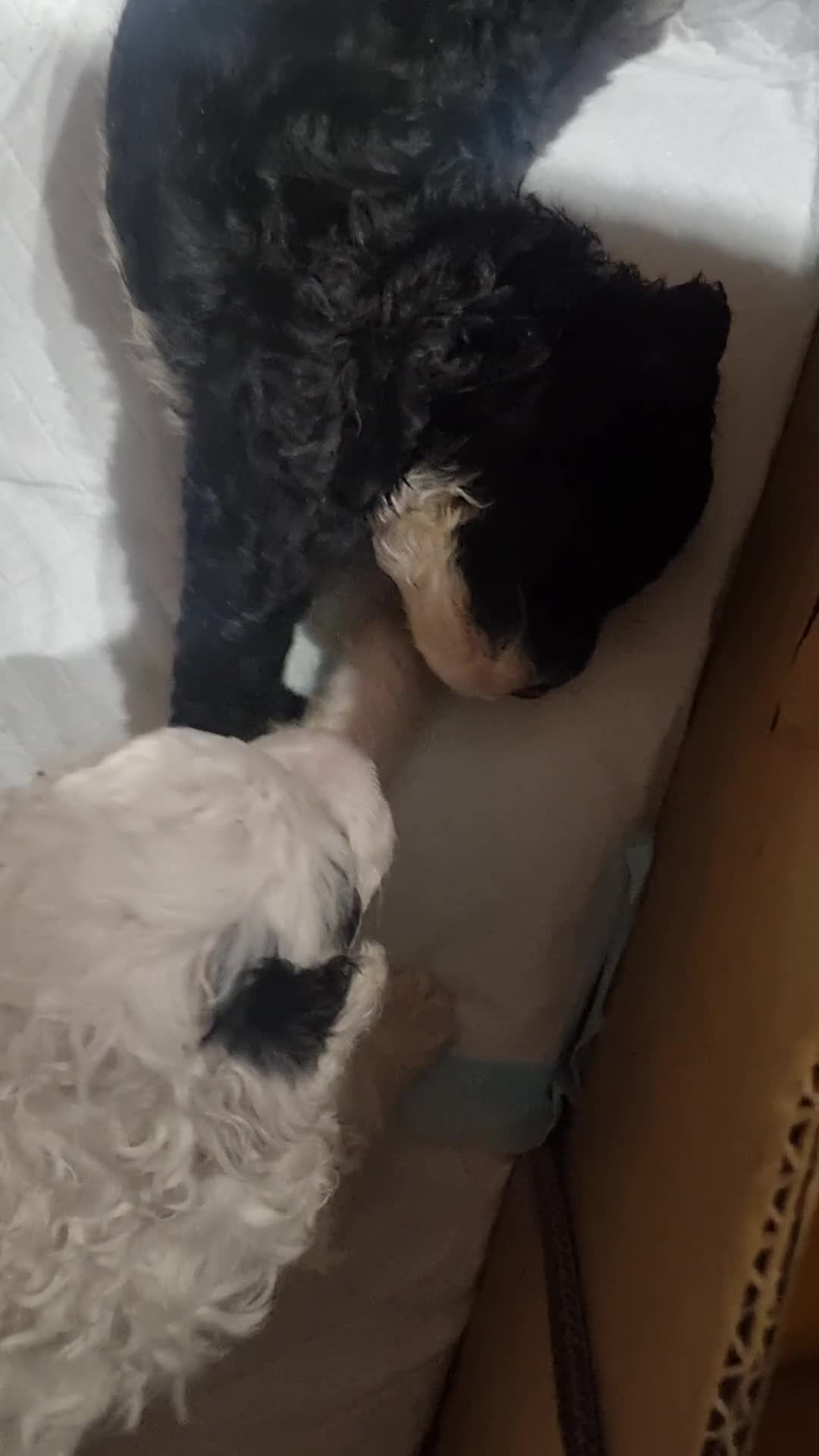 Toy Poodle dogs for sale: Toy poodle puppy - Video 3