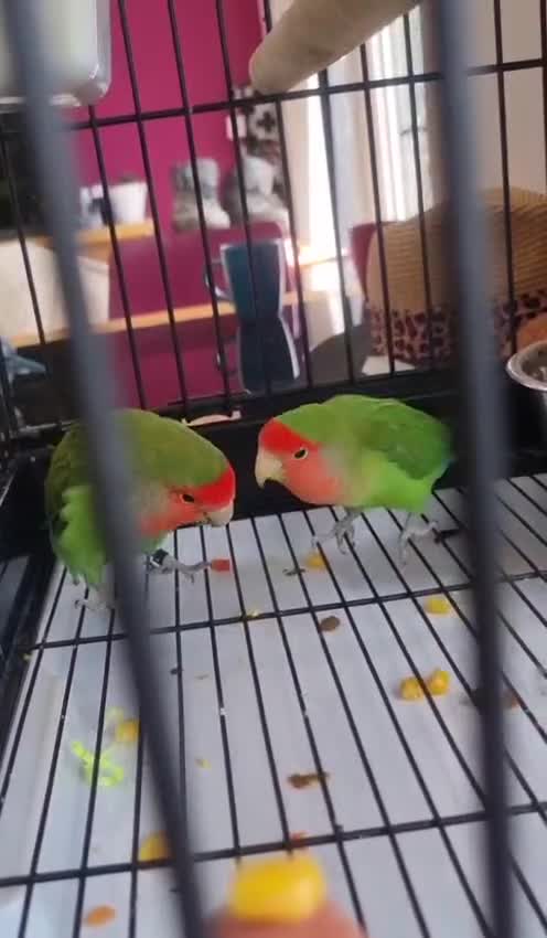 Lovebirds birds for sale: Bonded pair of peach faced lovebirds - Video 1