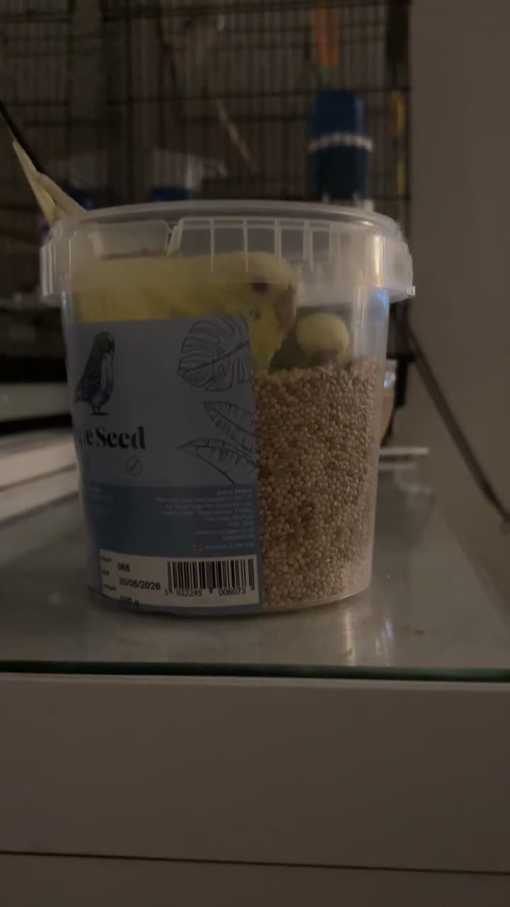 Budgerigars birds for sale: 2 birds and cage with toys(go as a pair) - Video 3