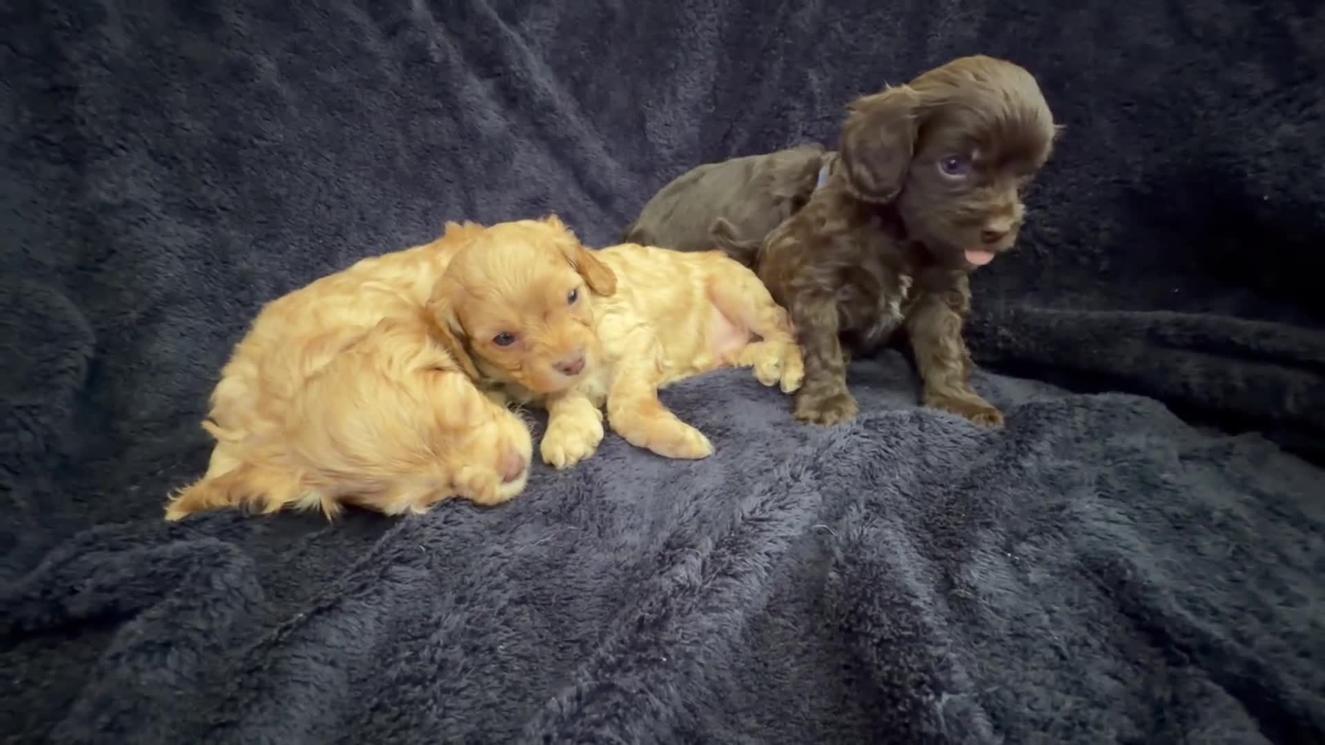 Cavapoo dogs for sale: AMAZING FULLY HEALTH TESTED F1 CAVAPOO PUPS - Video 1