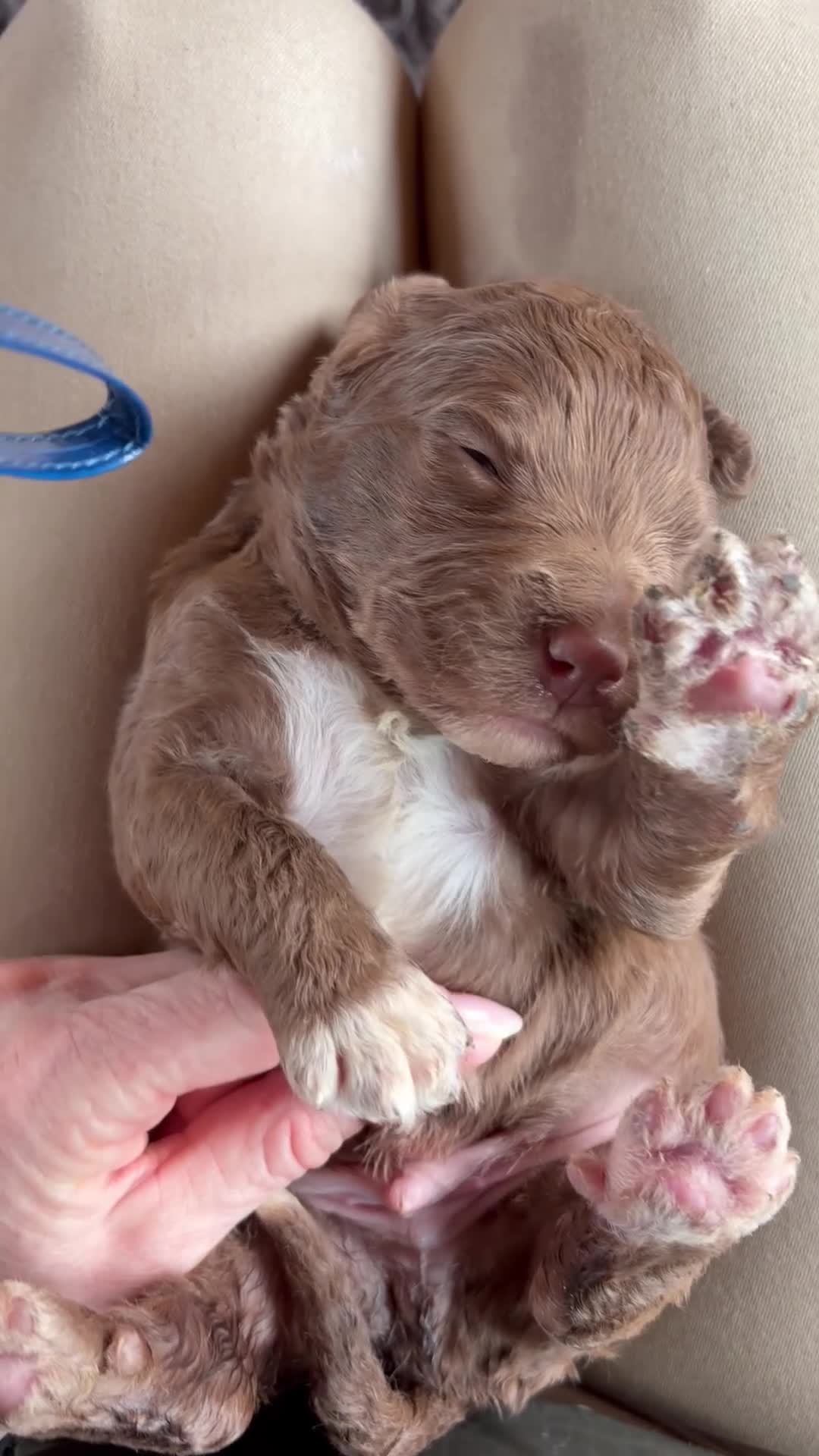 Bernedoodle dogs for sale: Merle Bernedoodle Available  - Video 1
