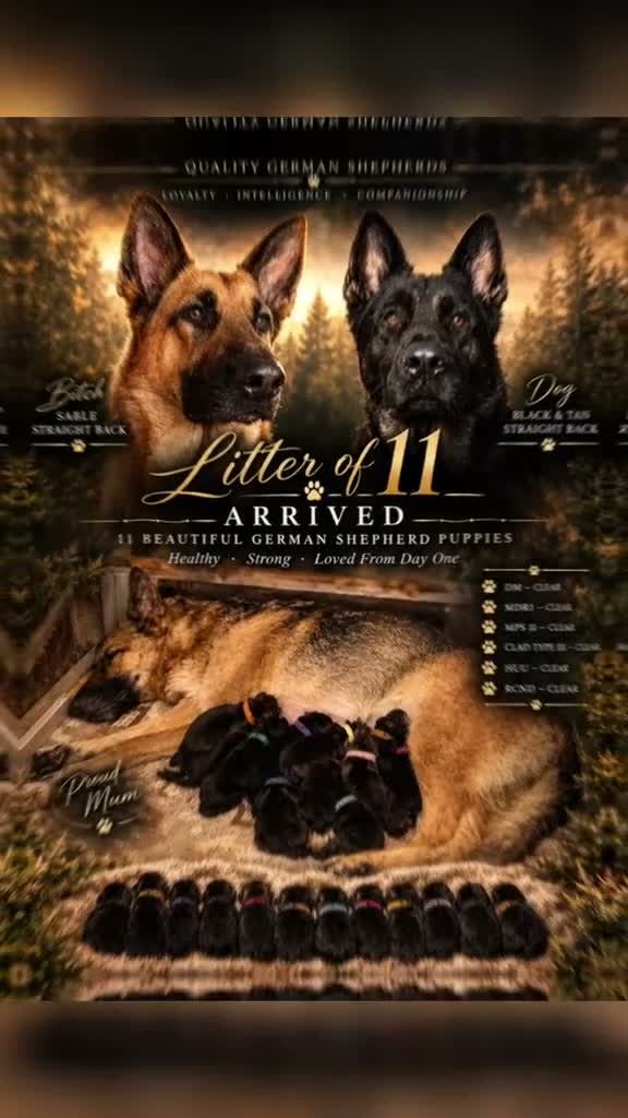 German Shepherd dogs for sale: Dm clear German shepherd pups born on the 19th sep - Video 1