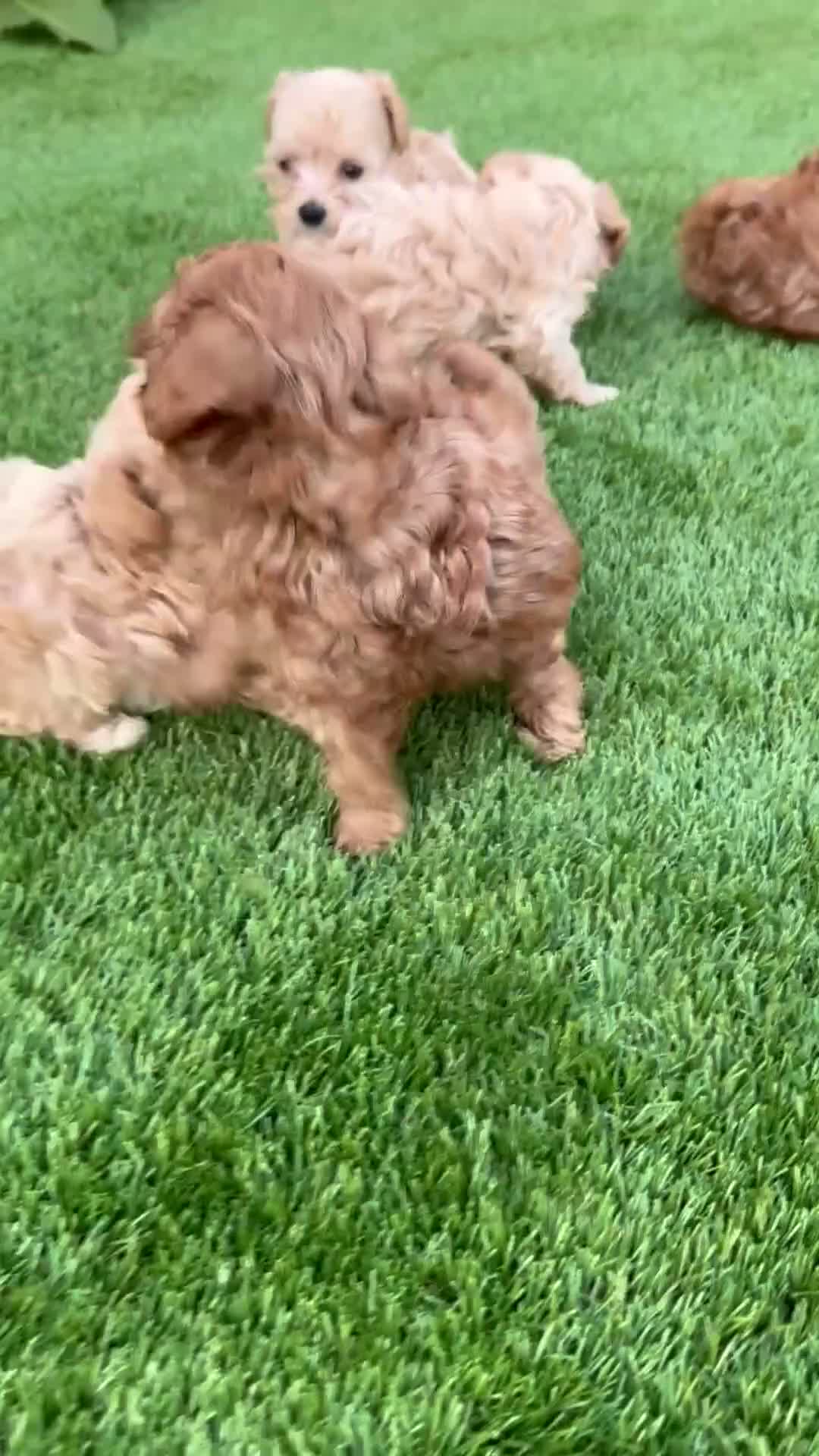 Cockapoo dogs for sale: Beautiful Cockapoo Puppies in Cardiff - Video 1