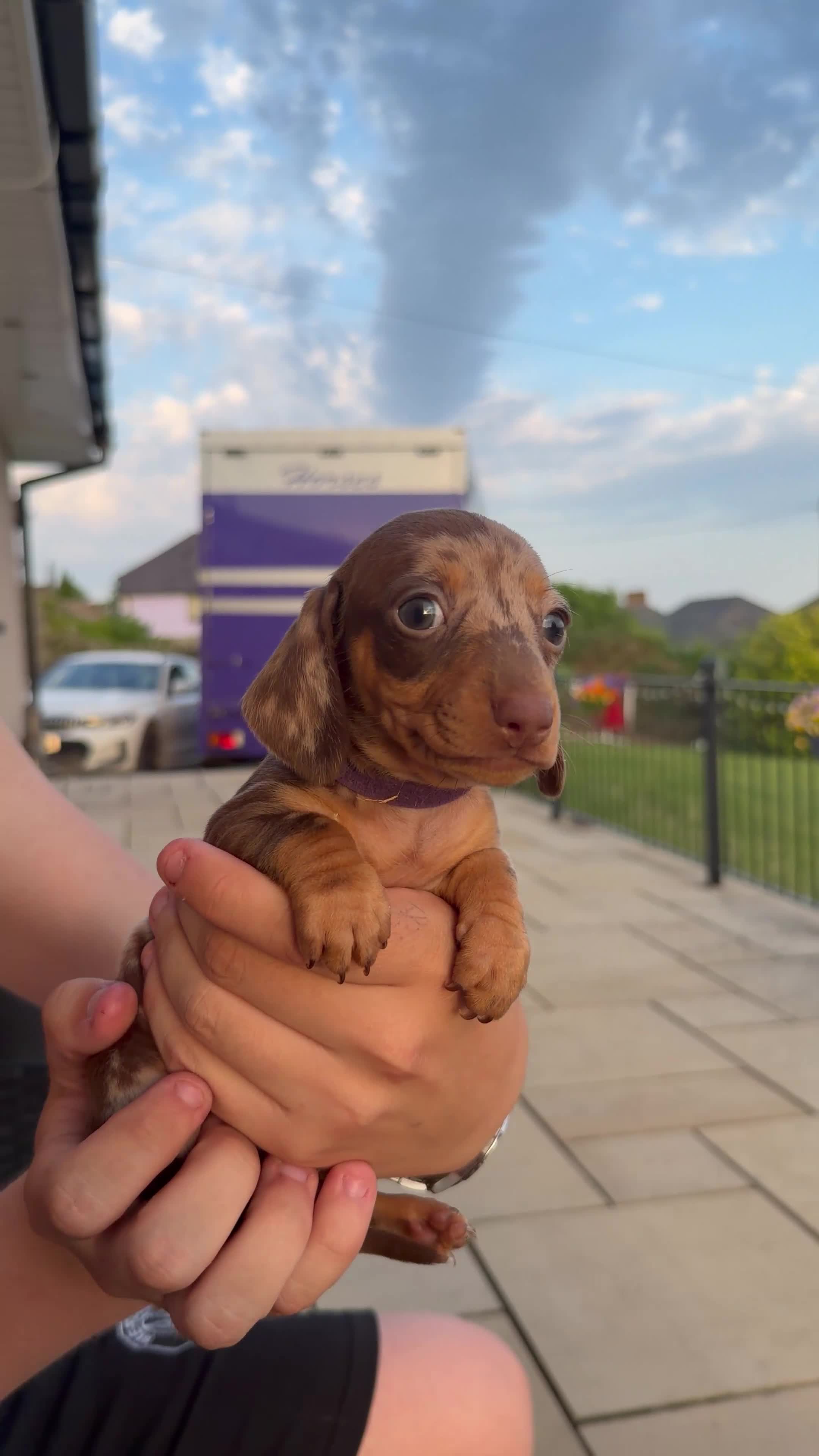 Miniature Dachshund dogs for sale: Gorgeous miniature dachshund puppies - Video 1