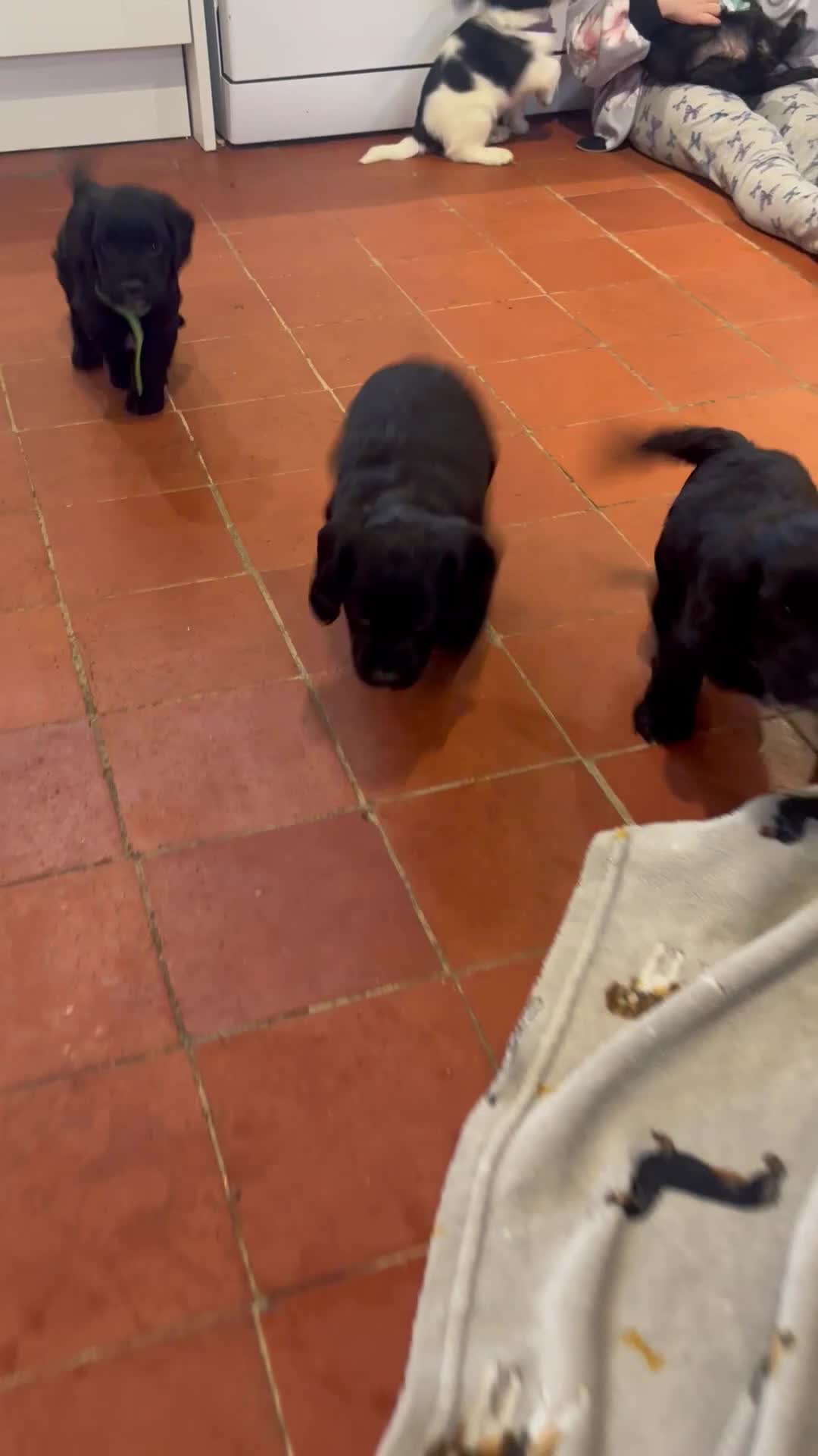 Sproodle dogs for sale: 2x cocker sproodle puppies remaining- ready 16/12 - Video 1