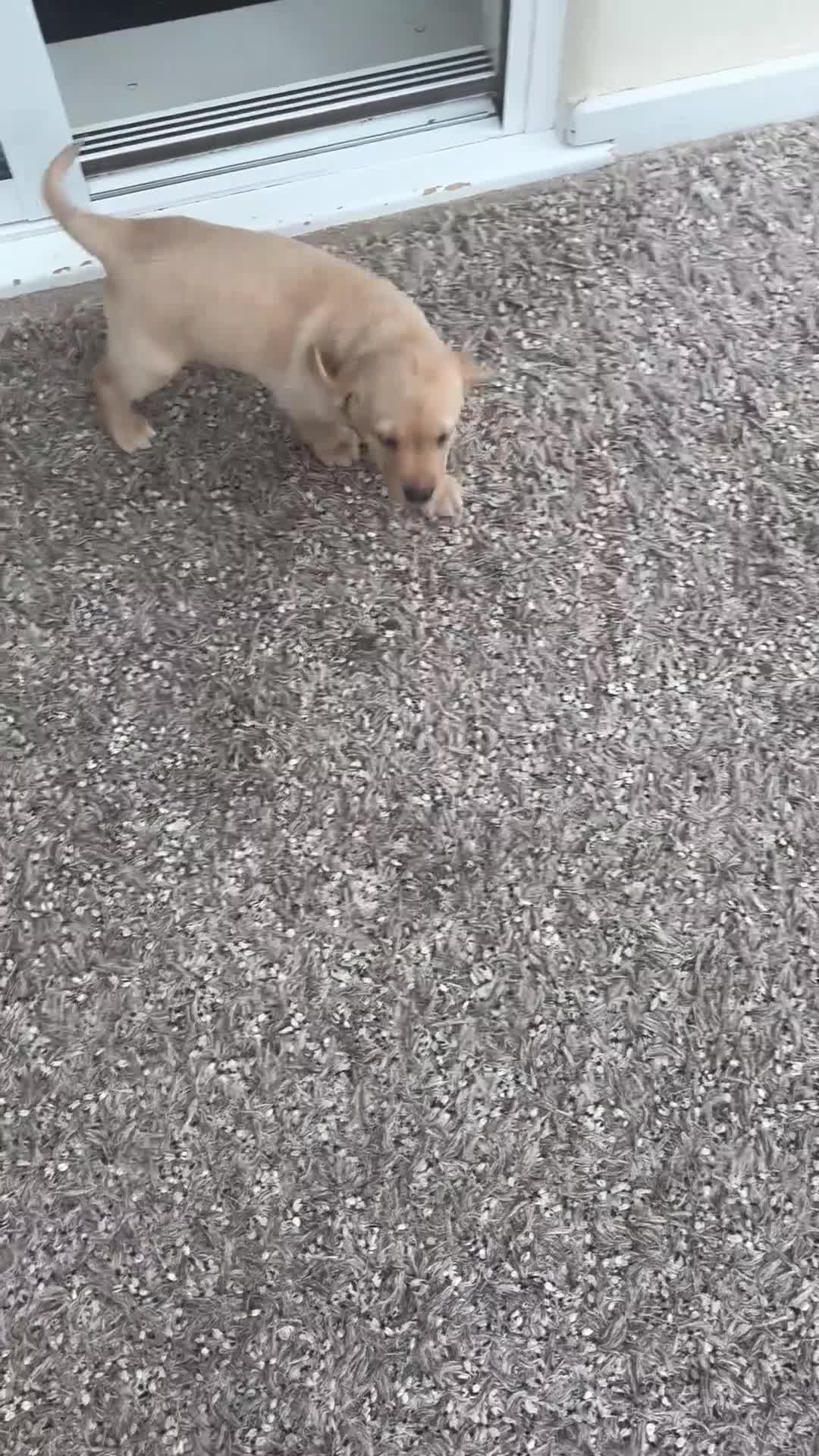 Labrador Retriever dogs for sale: Labrador Puppies red/yellow 26th Oct ready to leav - Video 5