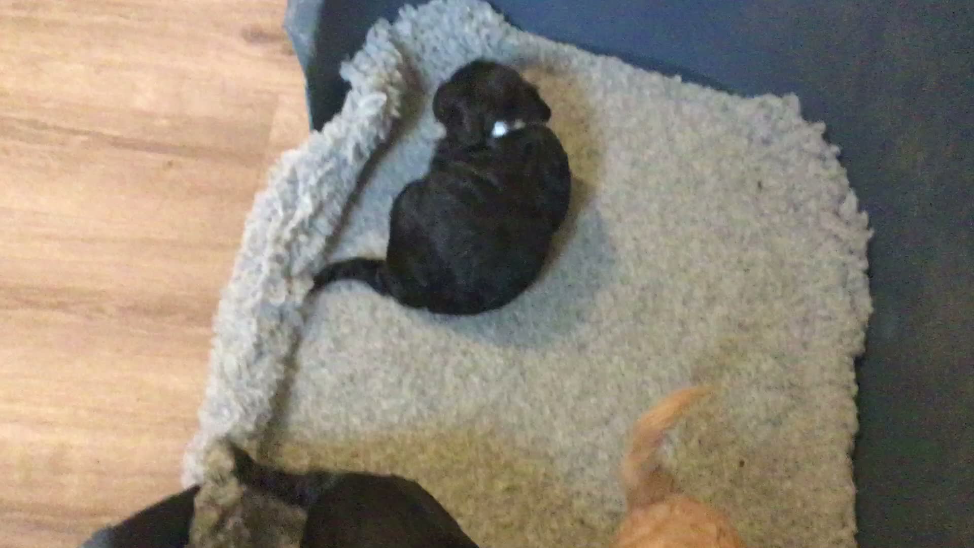 Cockapoo dogs for sale: Outstanding F1 Cockapoos in Wetherby - Video 1