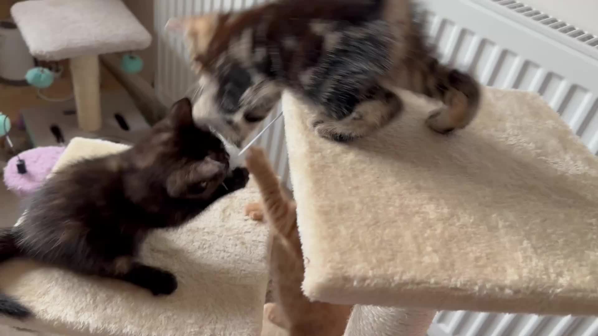 Mixed Breed cats for sale: Amiable bengal mix tabby kittens - Video 1