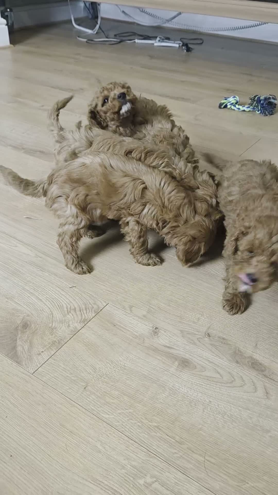 Cavapoo dogs for sale: F1b cavapoo Boys - Video 1