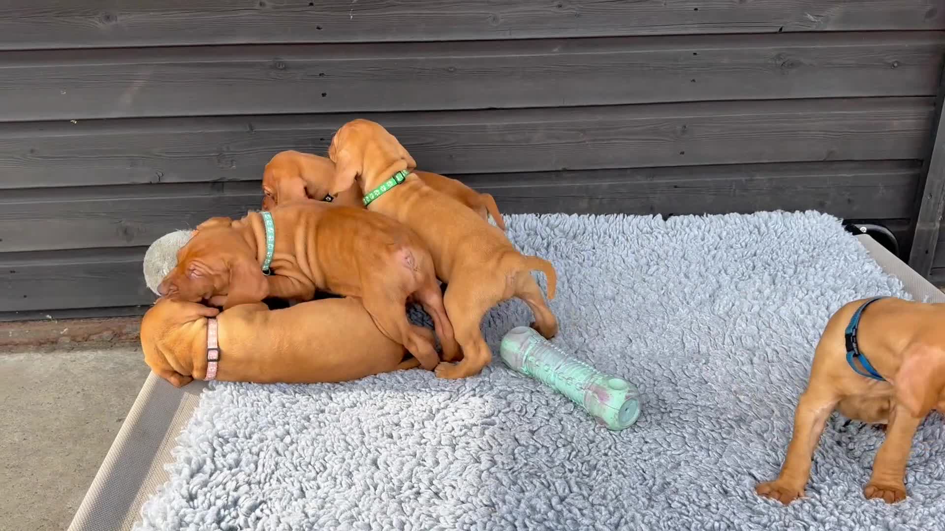 Hungarian Vizsla dogs for sale: Gorgeous KC reg Hungarian Vizsla puppies - Video 2