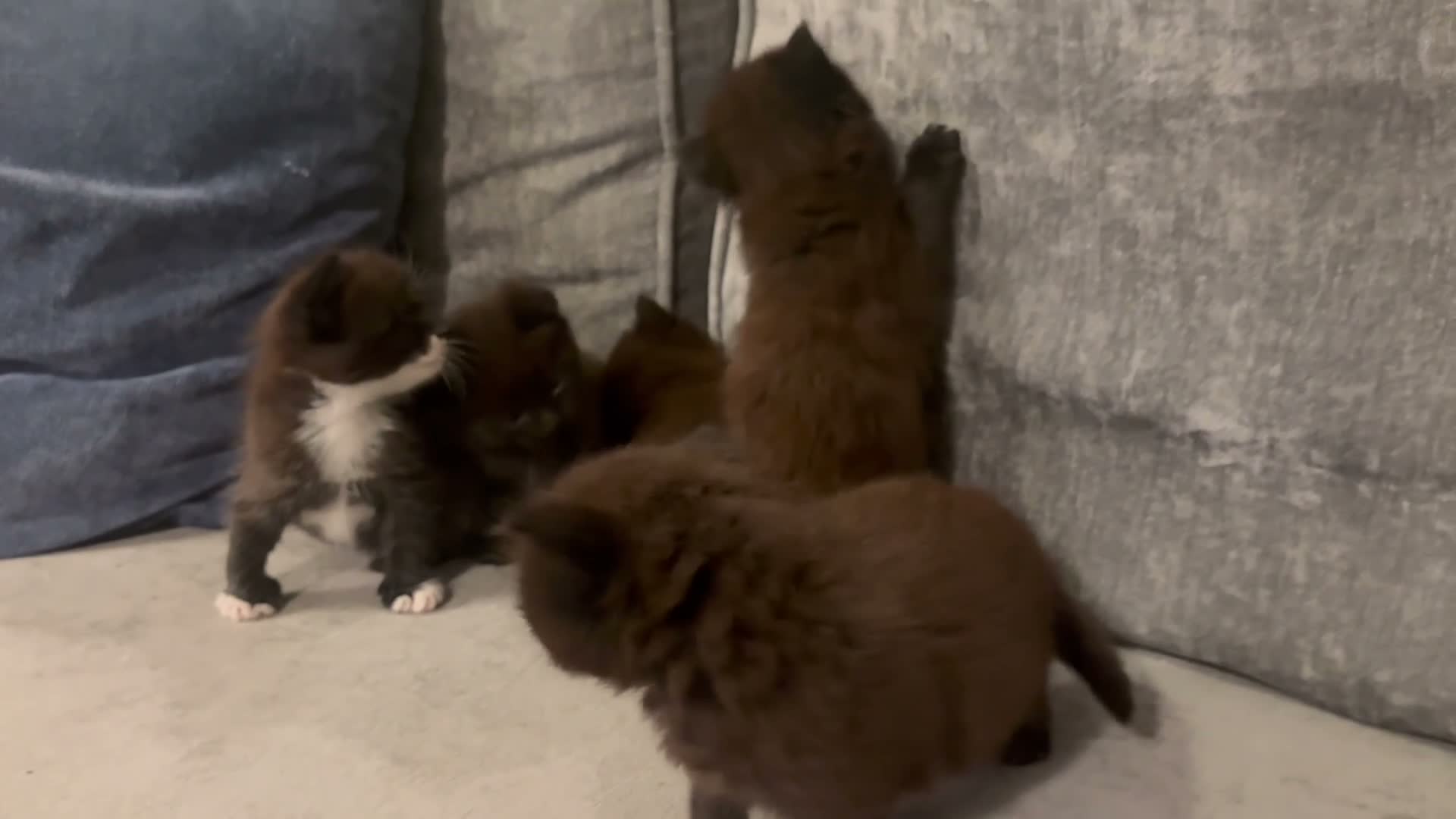 Mixed Breed cats for sale: Beautiful Kittens For Sale - Video 3