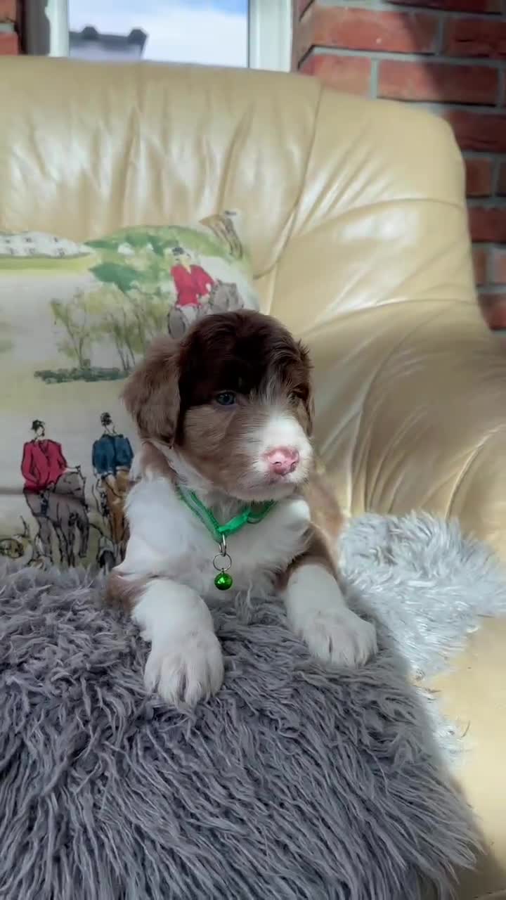 Bordoodle dogs for sale: Bordoodle boys and girls - Video 1