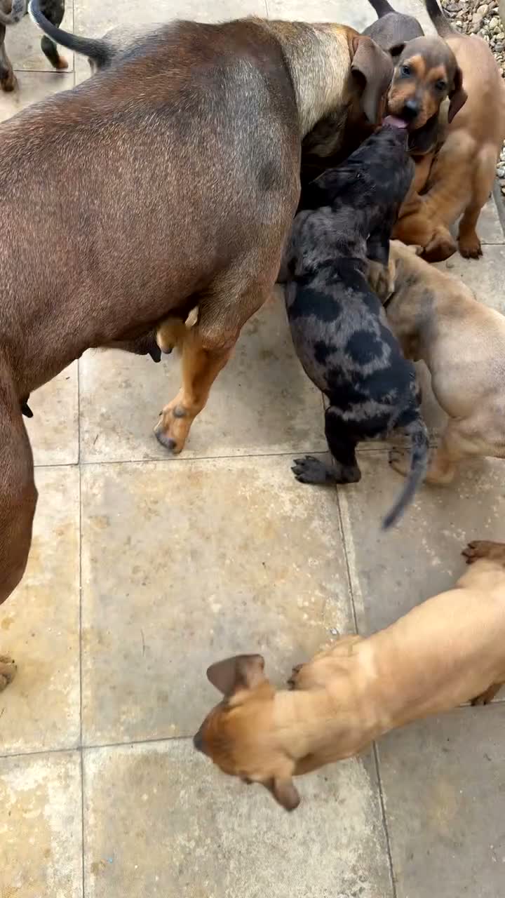 Mixed Breed dogs for sale: CANE CORSO X ROTTWEILER  - Video 2