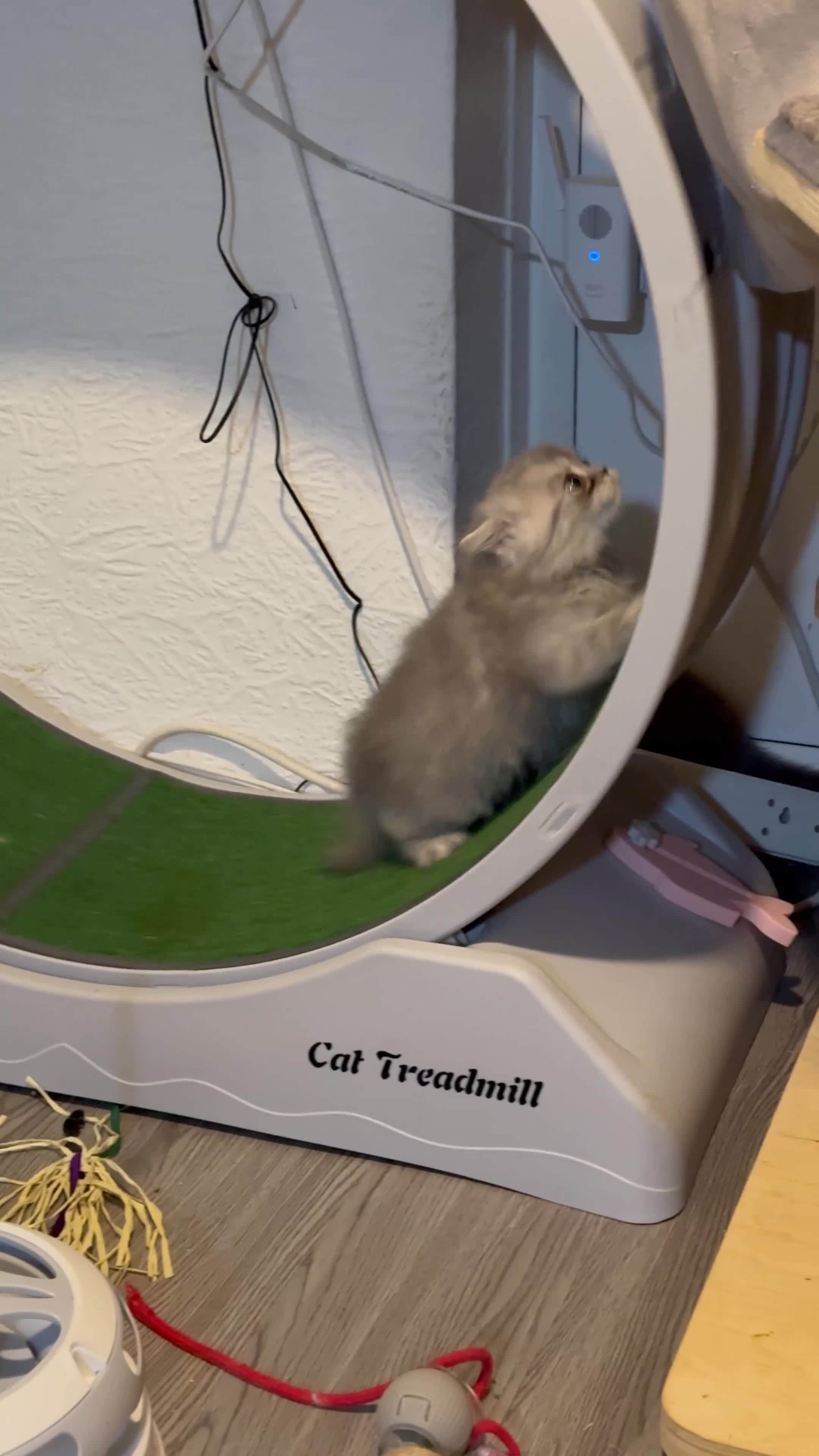 British Shorthair cats for sale: Amazing pure breed BSH/BLH - Video 1