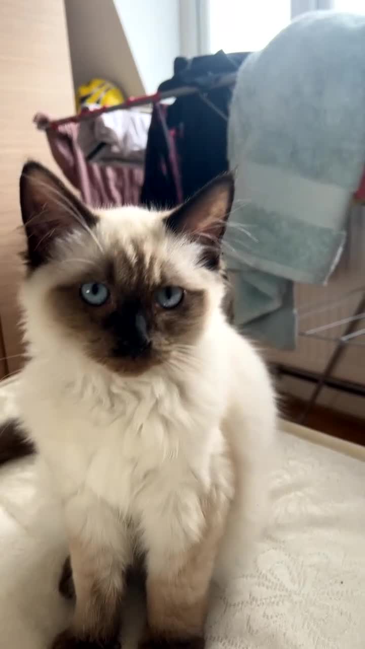 Ragdoll cats for sale: Ragdoll - Video 1