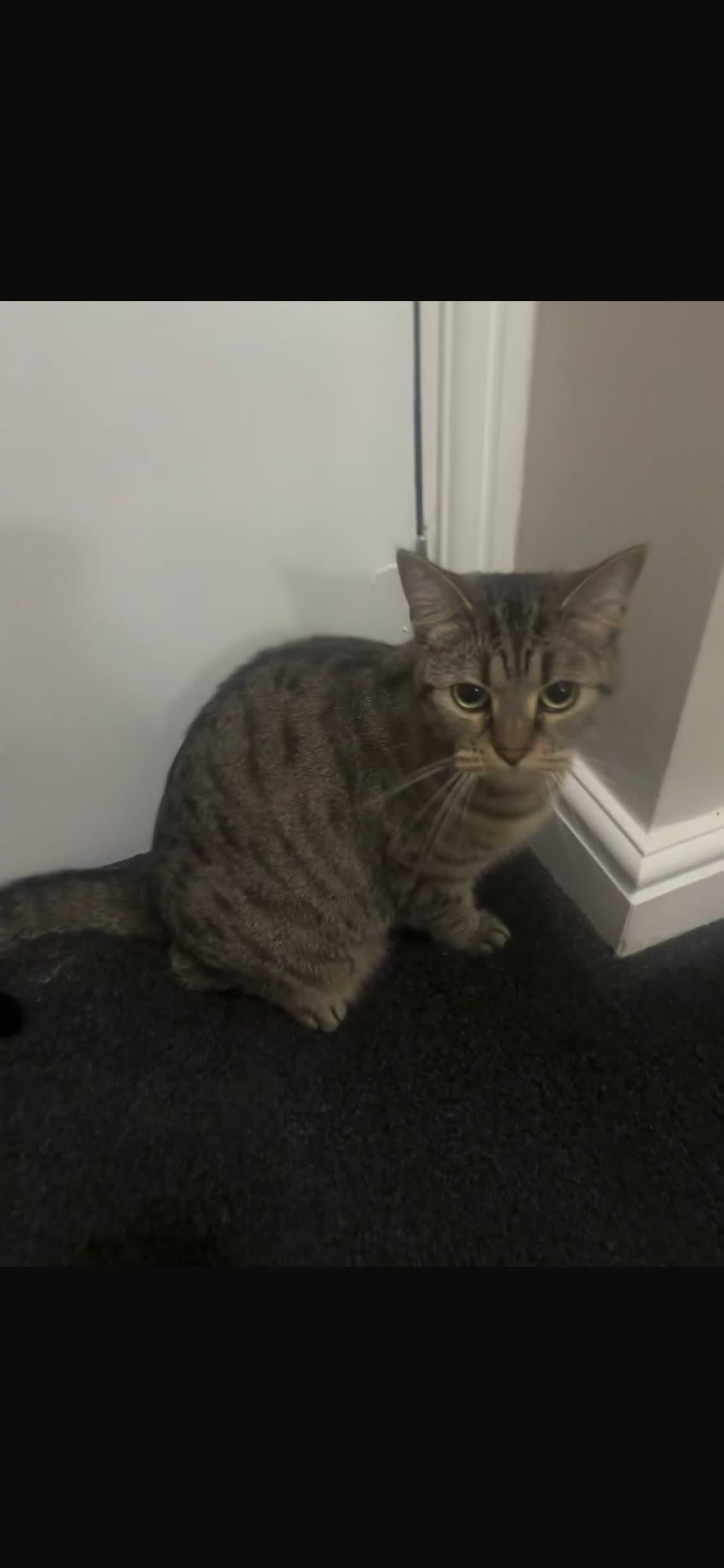 Scottish Fold cats for sale: Snowy & Honey in Middlesbrough - Video 2