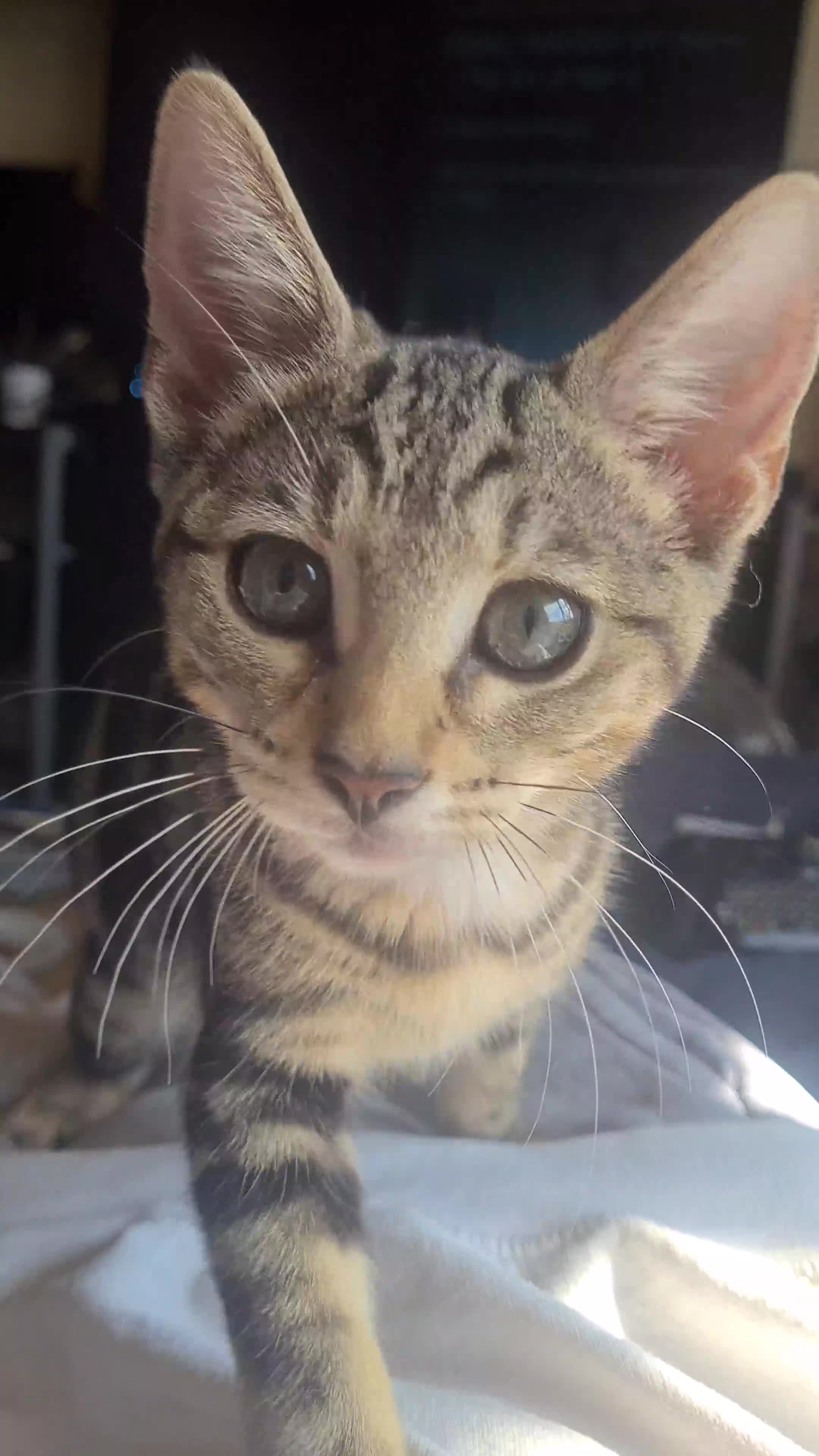 Bengal cats for sale: Mixed bengal kittens   - Video 1