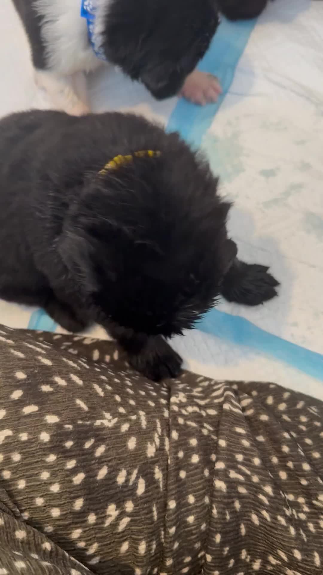 Newfoundland dogs for sale: Pure Newfoundland Puppies - Video 4