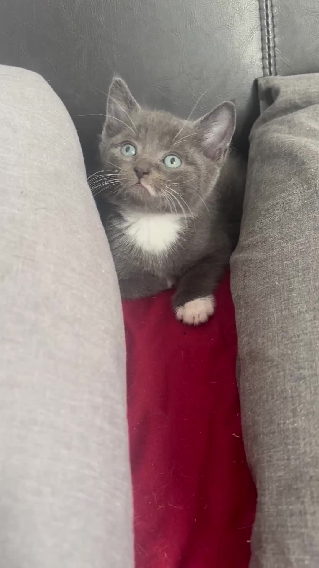 Mixed Breed cats for sale: Adorable 5 Kittens Looking for Forever Homes 🐾 - Video 5