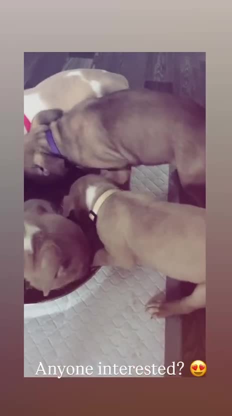 Mixed Breed dogs for sale: PUPPYS READY TO LEAVE  in Edinburgh - Video 2