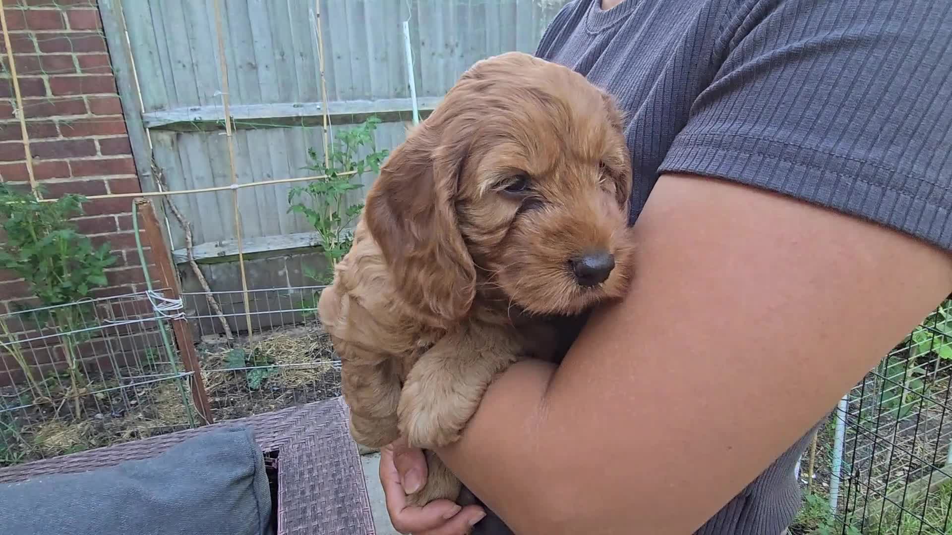 Cockapoo dogs for sale: Cockapoo Puppy Girl Ready Next Week Health Test  - Video 1