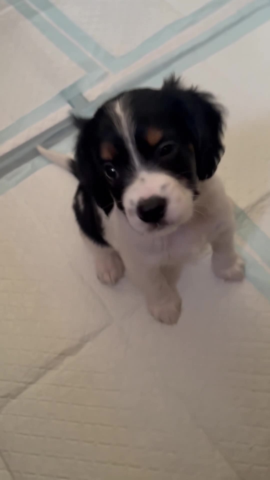 Cavapoo dogs for sale: X2 Beautiful Cavapoo puppies ready to leave   - Video 3