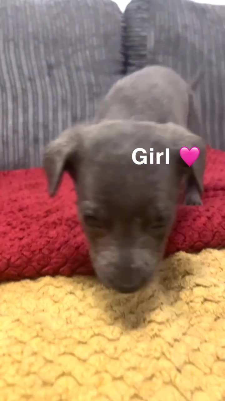 Mixed Breed dogs for sale: Beautiful mixed breed puppies - Video 1