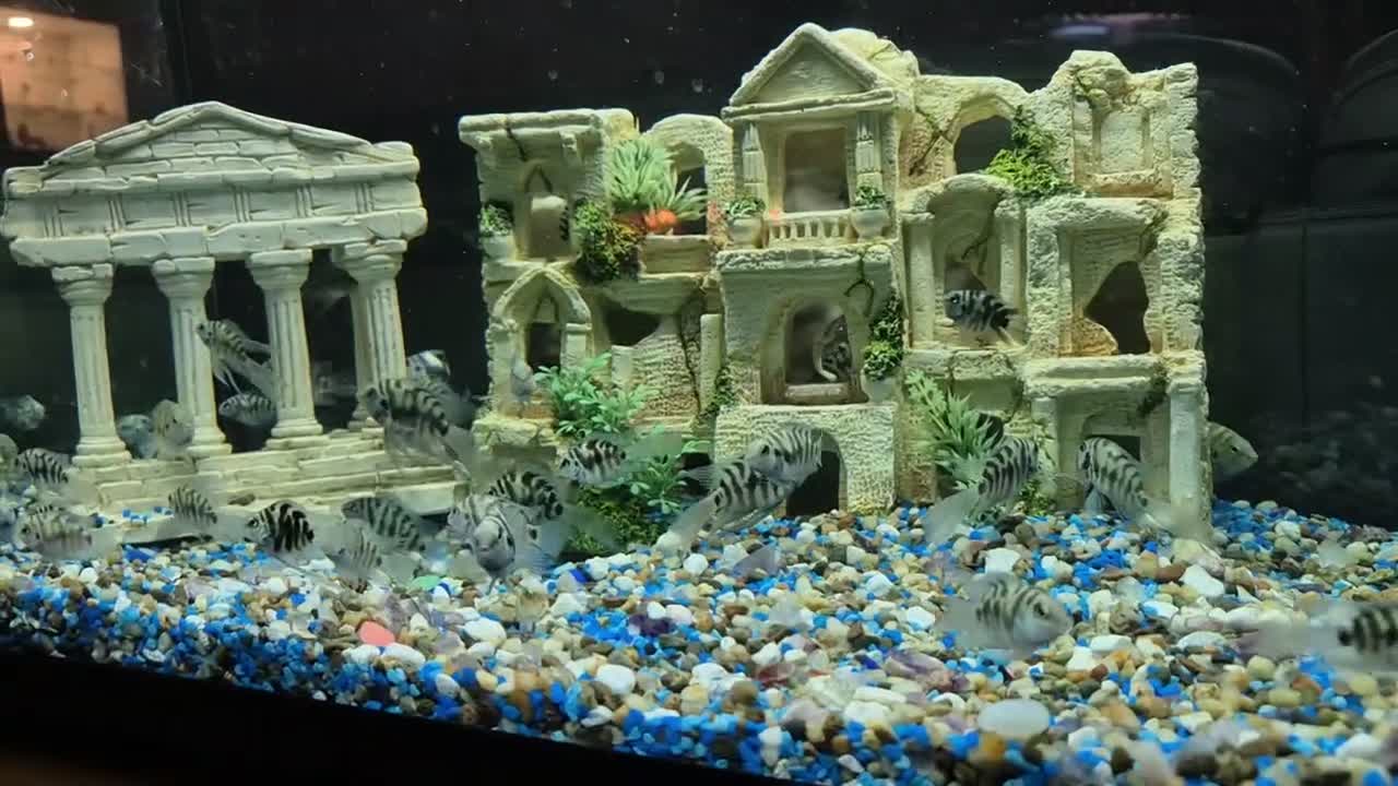 Cichlids fish for sale: Polar blue parrots in Aylesbury - Video 1