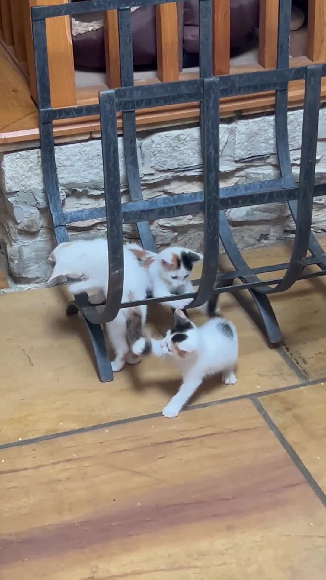 Mixed Breed cats for sale: Calico kittens for sale - Video 1