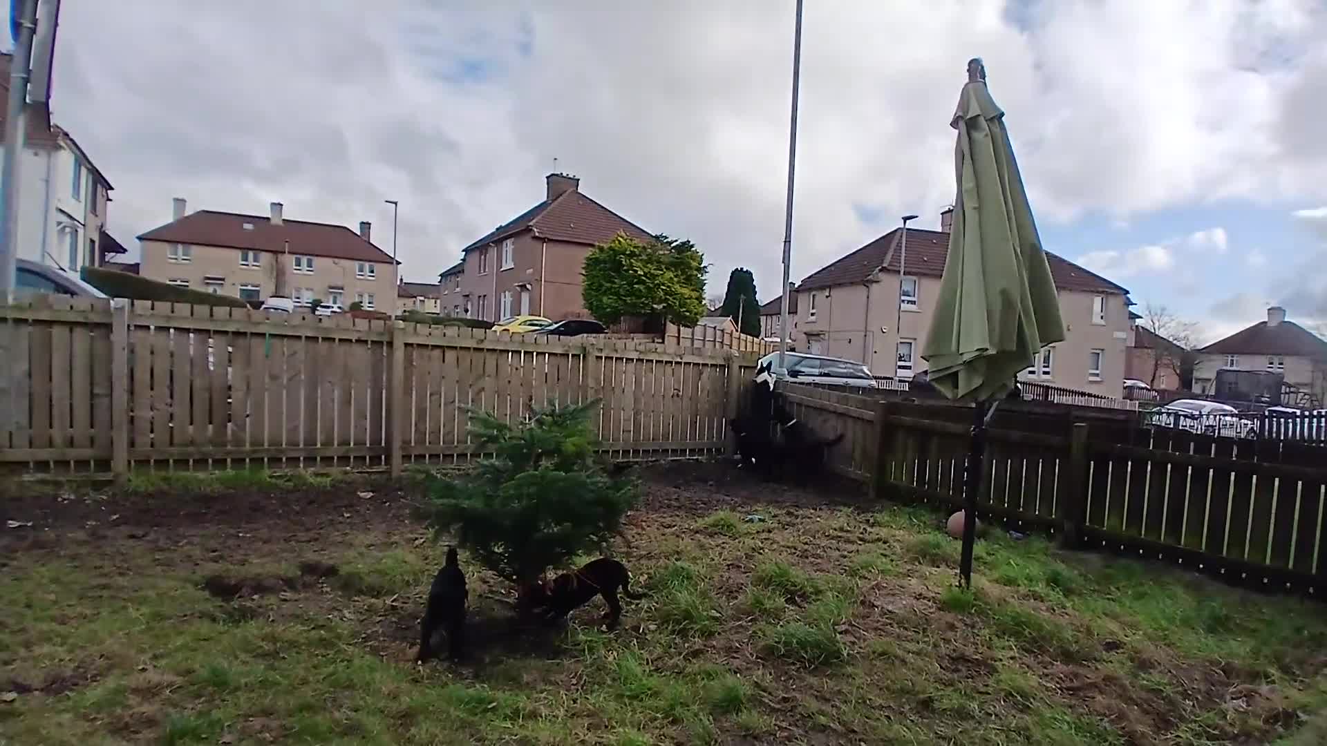 Borador dogs for sale: 8beautiful borador pups ready 4 their 4ever homes  - Video 1