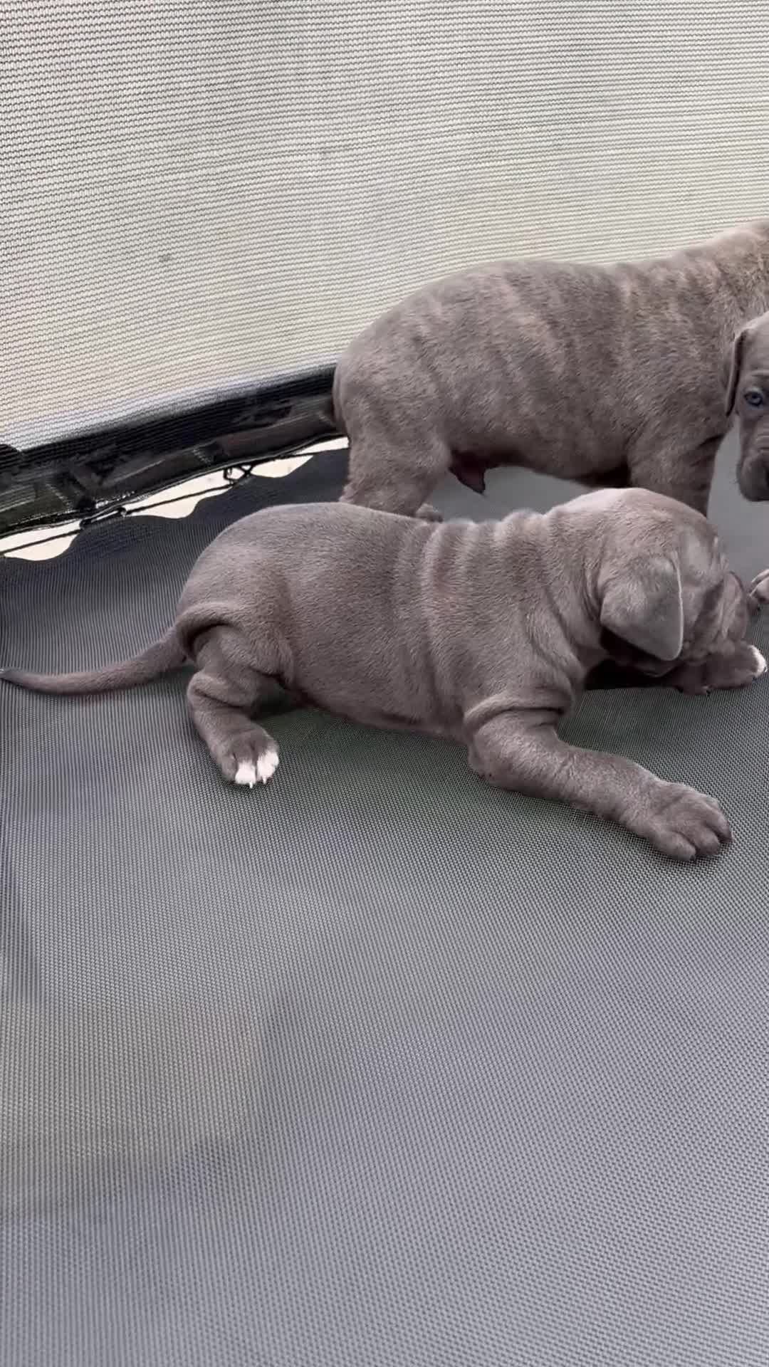 Cane Corso dogs for sale: CANE CORSO PUPPIES CHAMPION BLOODLINE PEDIGREE  - Video 2