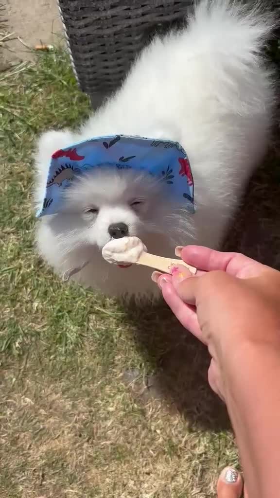 Pomeranian dogs for sale: Pomeranian Boy  - Video 1