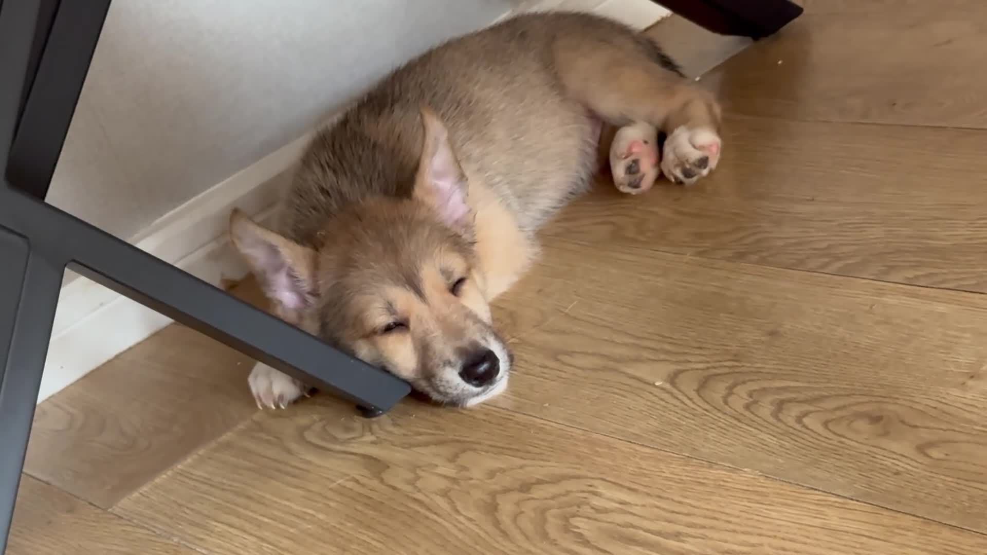 Mixed Breed dogs for sale: Mixed breed puppies - Video 2