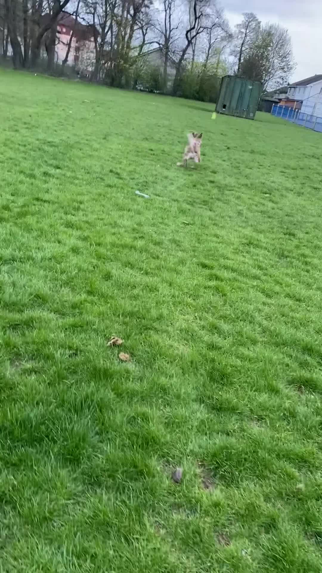 Lurcher dogs for sale: Female lurcher  - Video 2