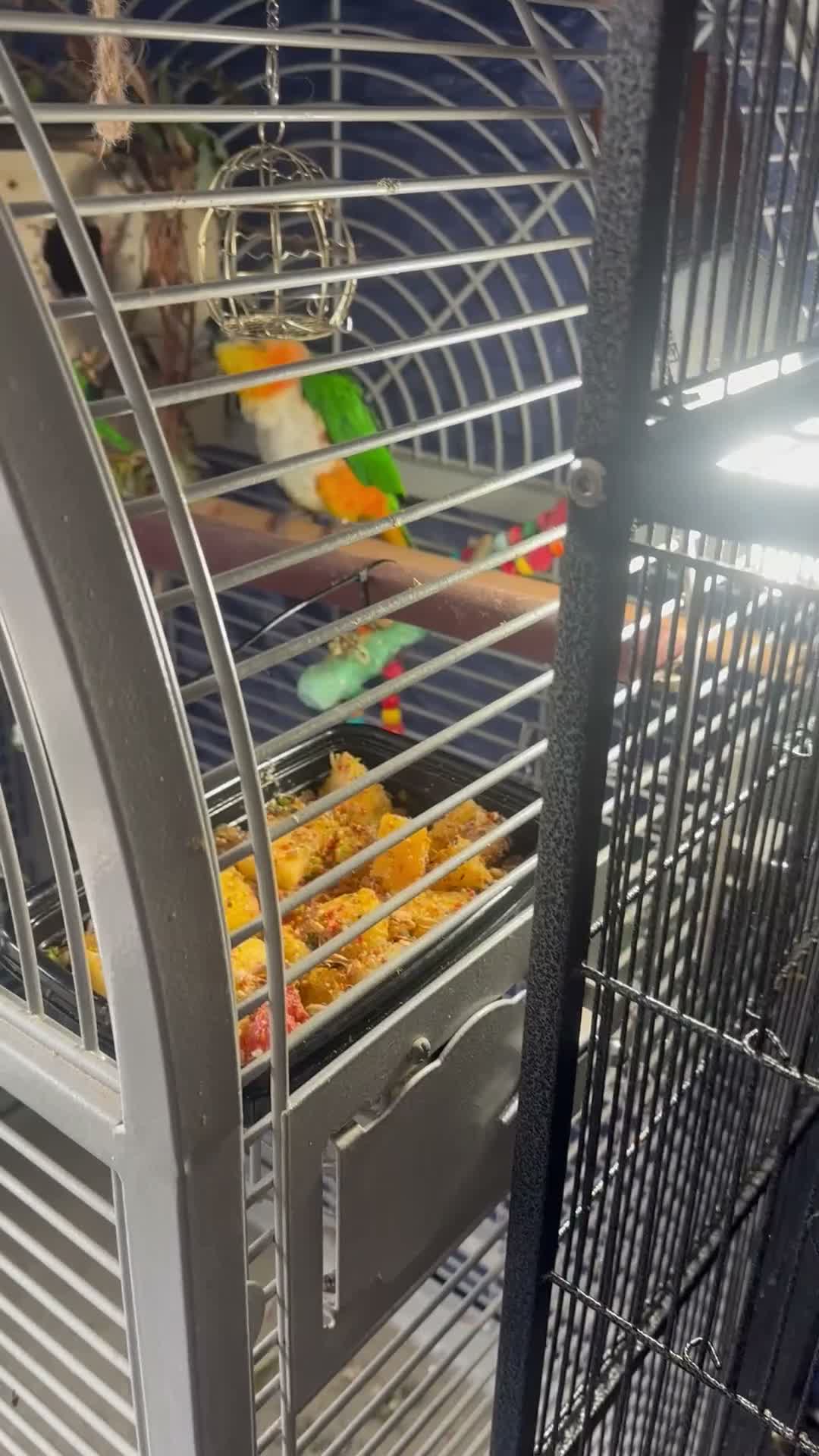 Parrots birds for sale: Beautiful caique breeding pair - Video 1