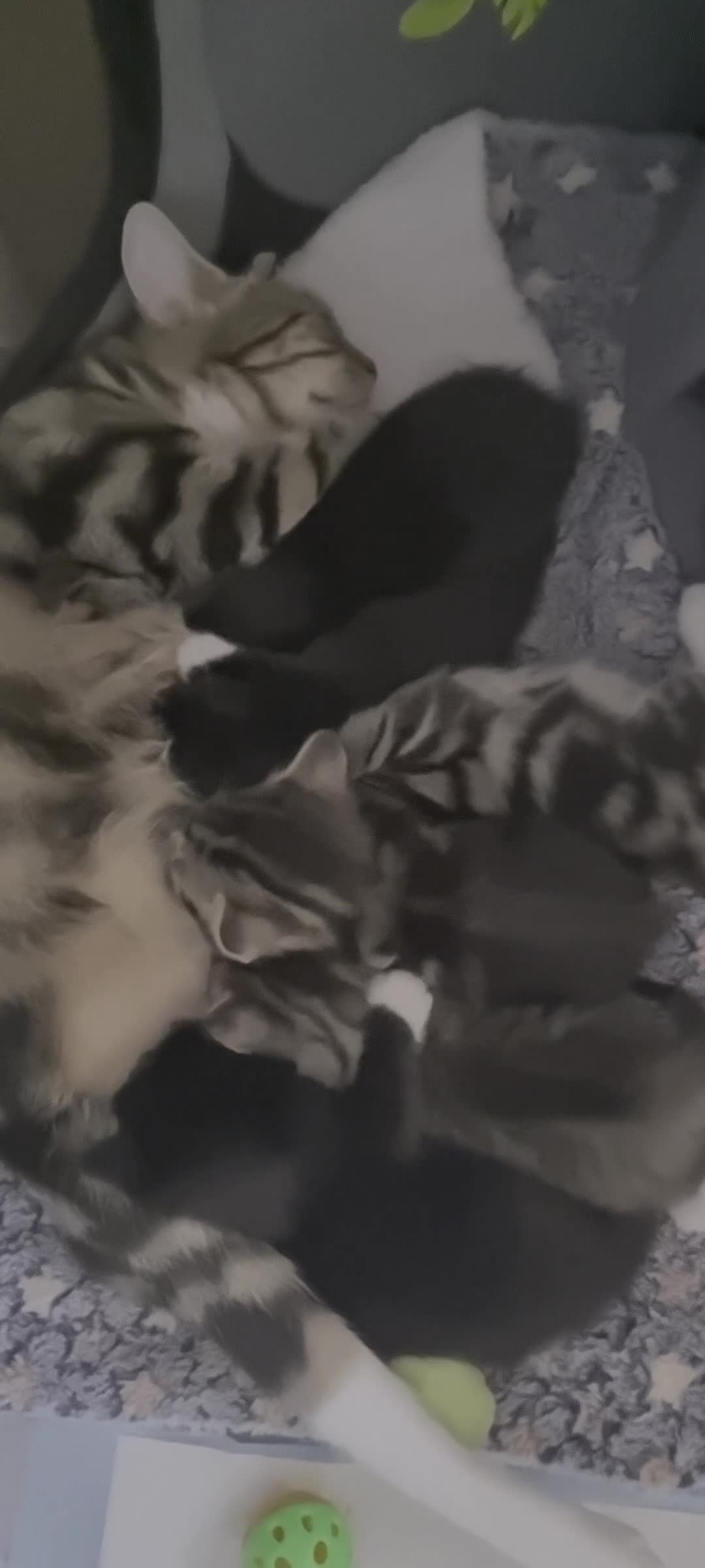 Mixed Breed cats for sale: Beautiful bread Sokoke × Turkish Van Kittens❤️ - Video 2