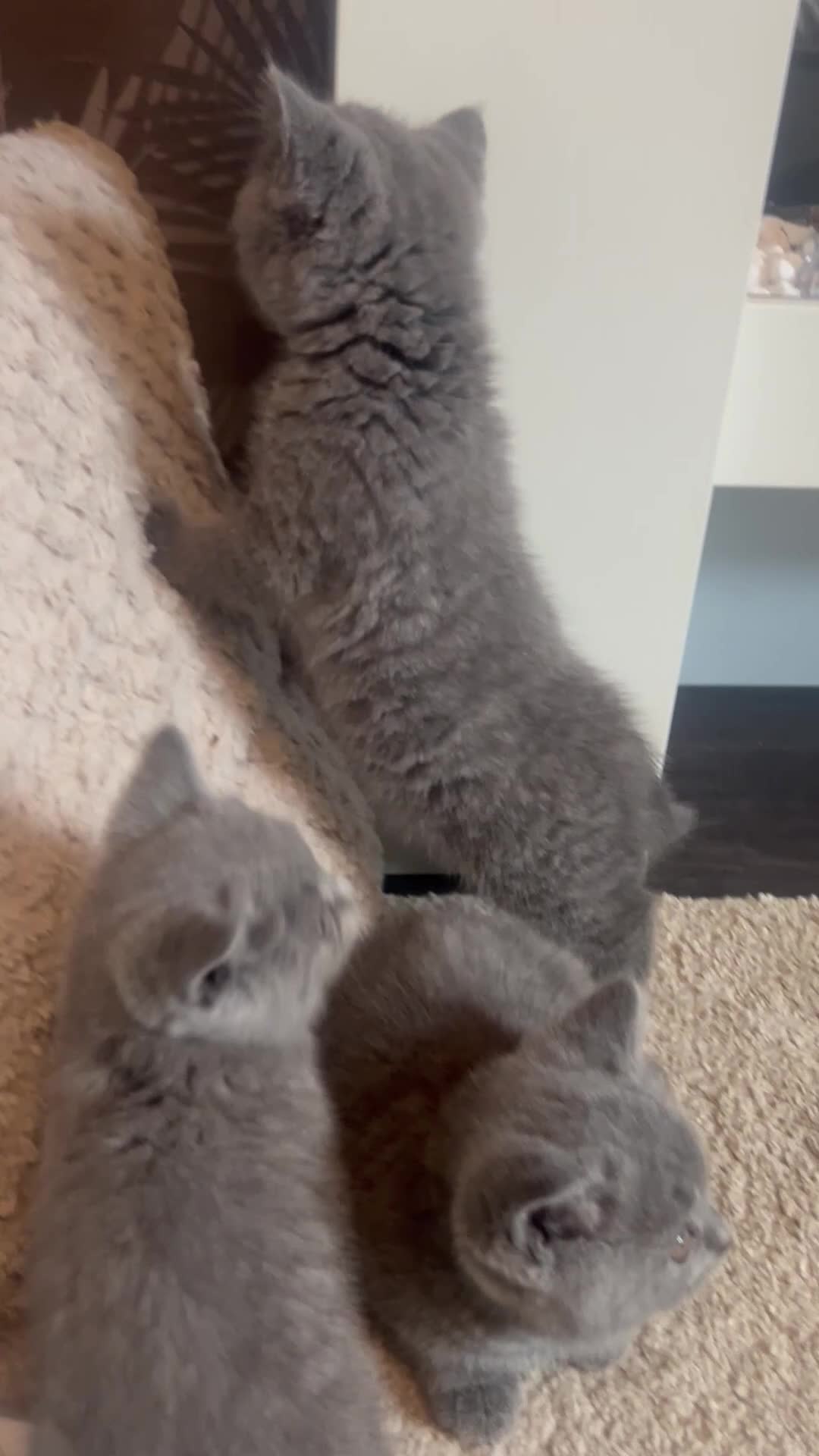 British Shorthair cats for sale: Beautiful British Blue Shorthair *READY NOW* - Video 1