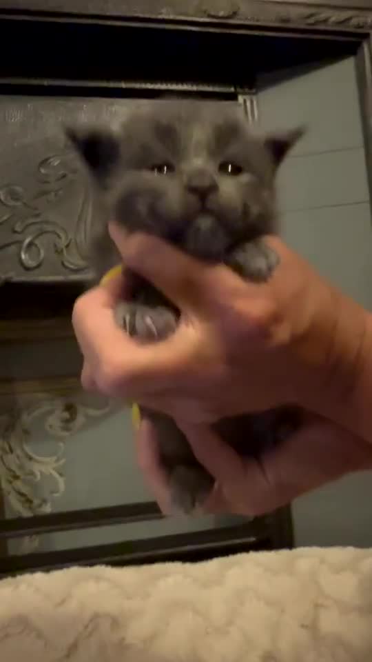 Maine Coon cats for sale: Giant mainecoons🎃 - Video 1