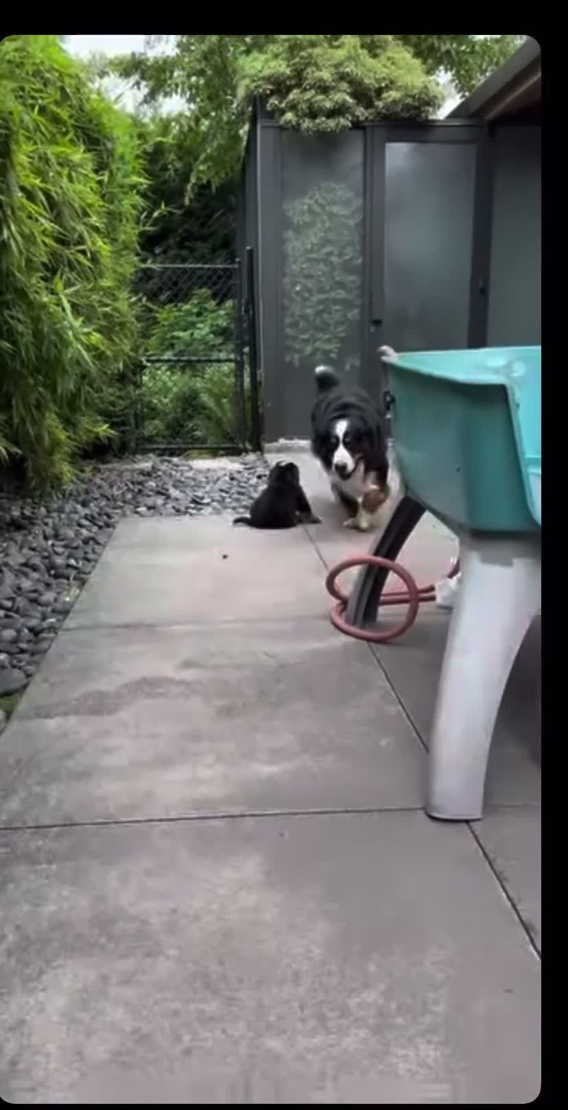 Bernese Mountain Dog dogs for sale: Cute Delighted  Bernese Mountain Puppies  in Folkestone - Video 1