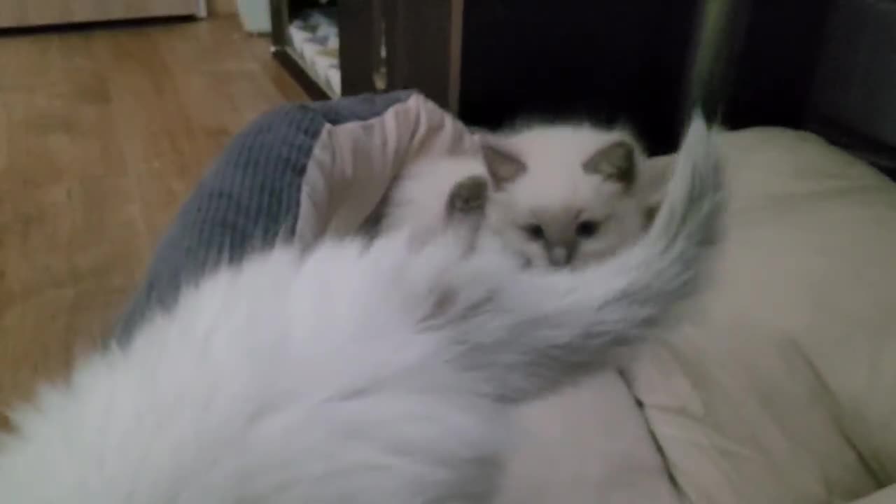 Ragdoll cats for sale: Litter of Five Gorgeous Ragdoll Kittens! - Video 1