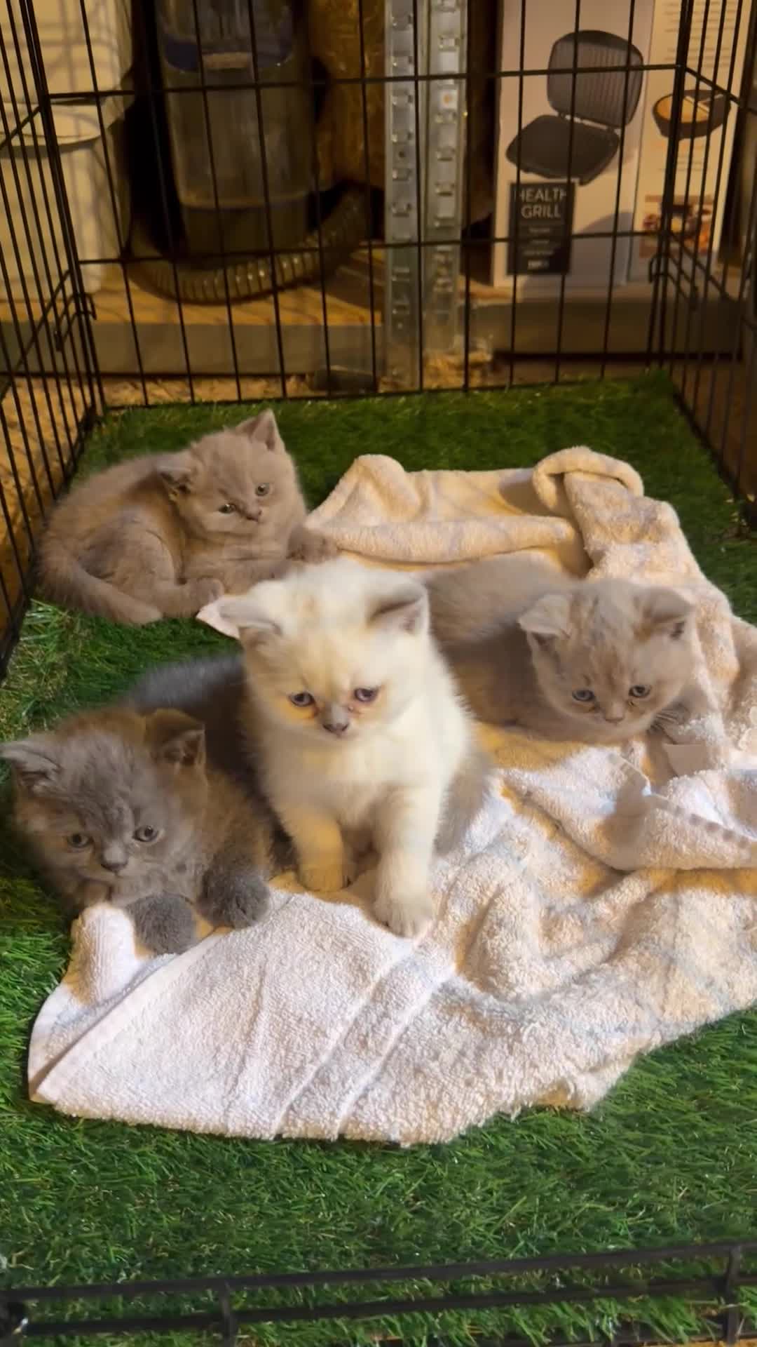 British Shorthair cats for sale: 4 British Shorthair Kittens in Batley - Video 2